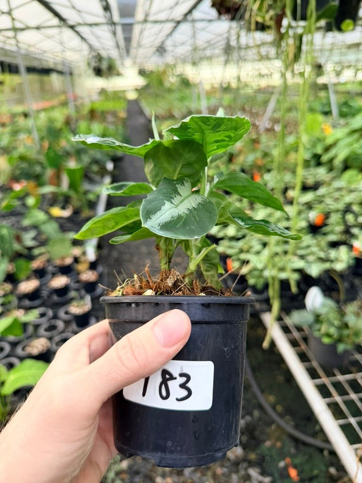 Handpicked 183 - Aglaonema Pictum Tricolour | Uprooted