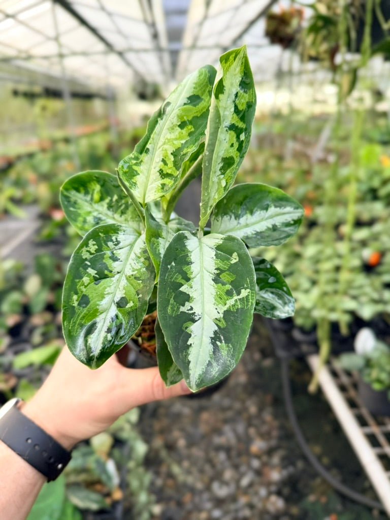 Handpicked 183 - Aglaonema Pictum Tricolour | Uprooted