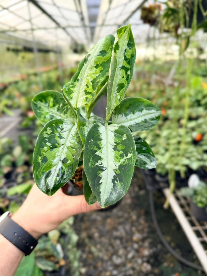Handpicked 183 - Aglaonema Pictum Tricolour | Uprooted