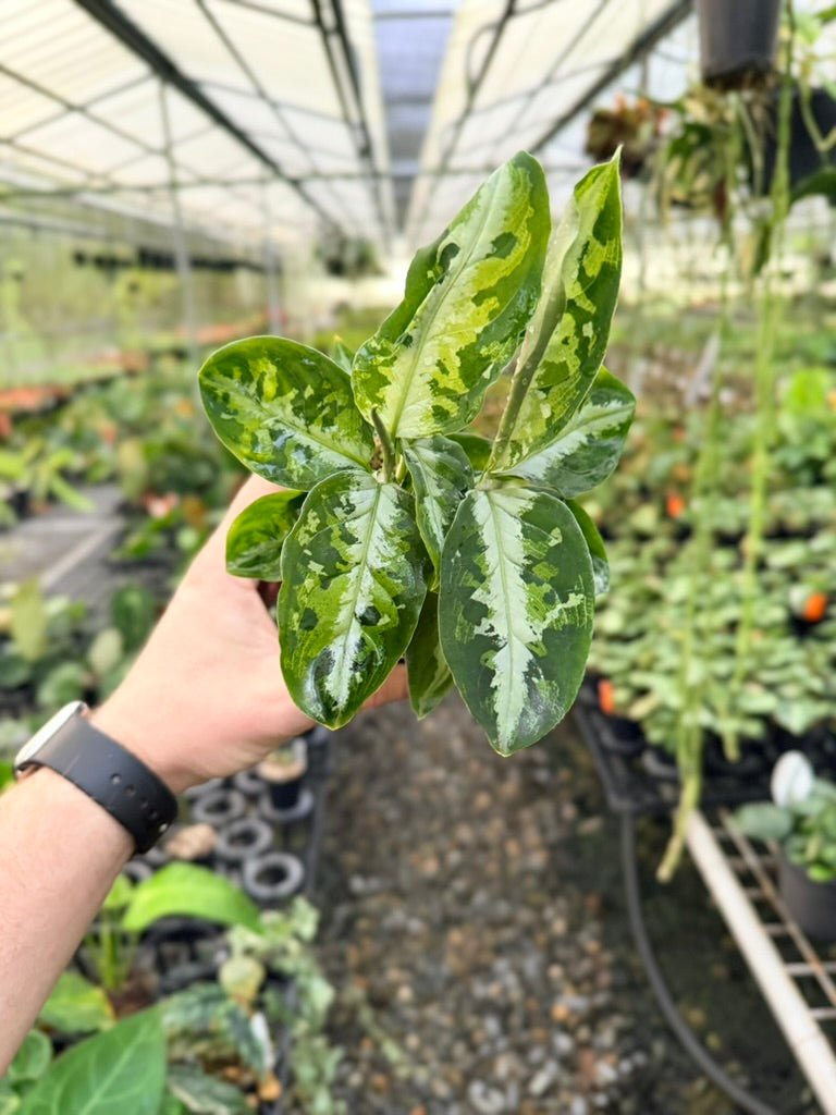 Handpicked 183 - Aglaonema Pictum Tricolour | Uprooted