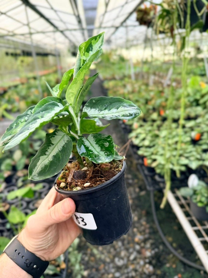 Handpicked 183 - Aglaonema Pictum Tricolour | Uprooted