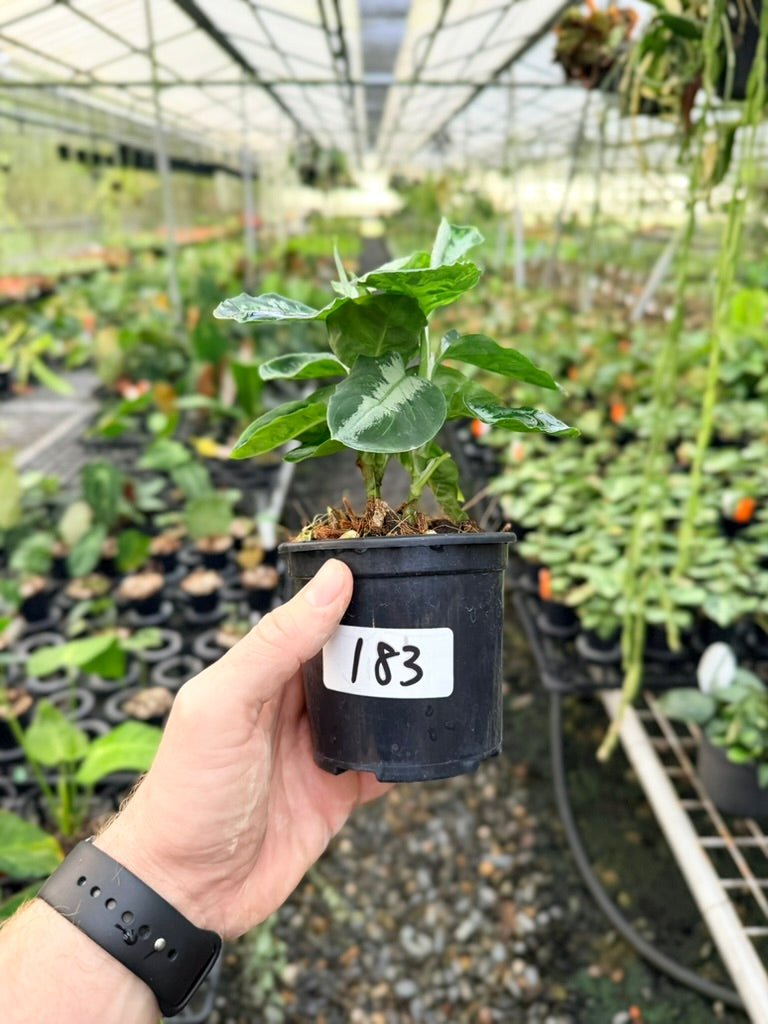 Handpicked 183 - Aglaonema Pictum Tricolour | Uprooted