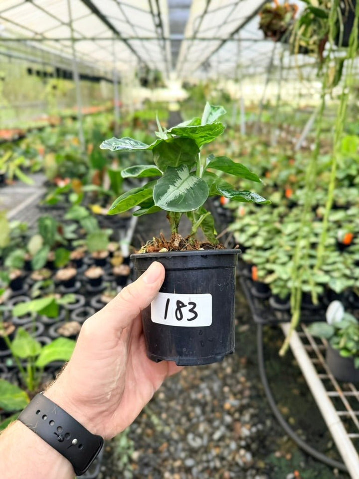 Handpicked 183 - Aglaonema Pictum Tricolour | Uprooted