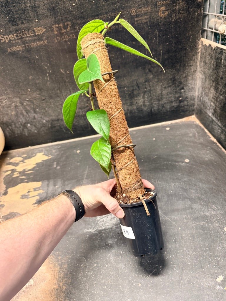 Handpicked 184 - Ficus Villosa Totem | Uprooted