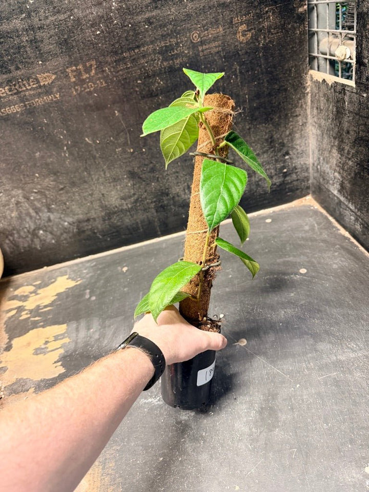 Handpicked 184 - Ficus Villosa Totem | Uprooted