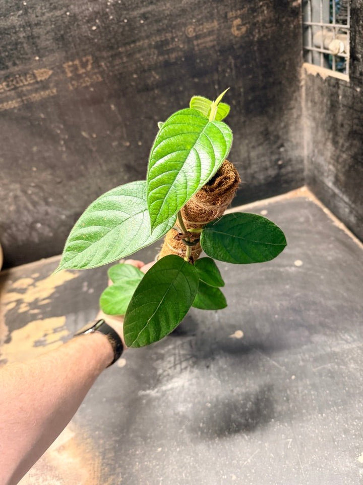 Handpicked 184 - Ficus Villosa Totem | Uprooted