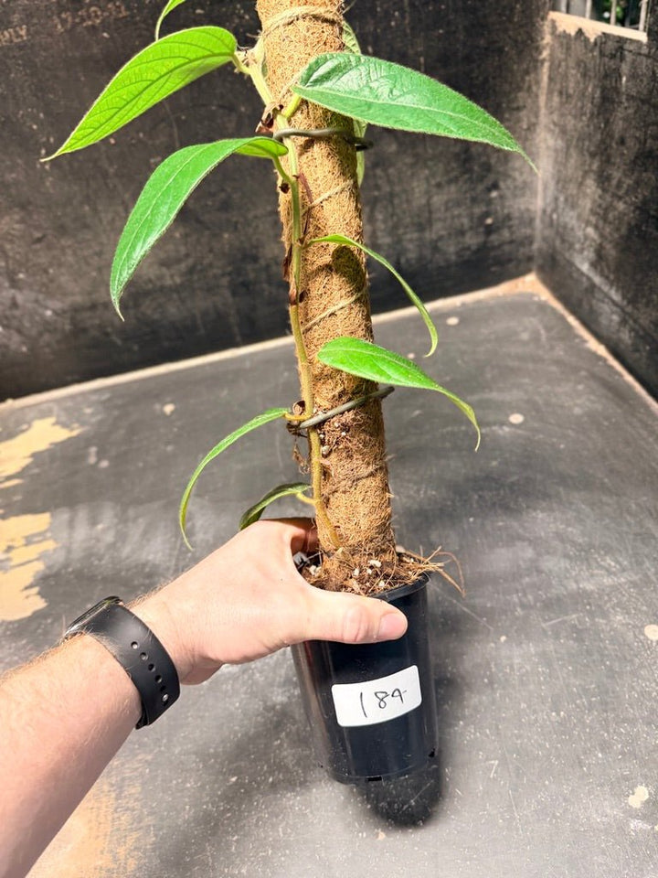 Handpicked 184 - Ficus Villosa Totem | Uprooted