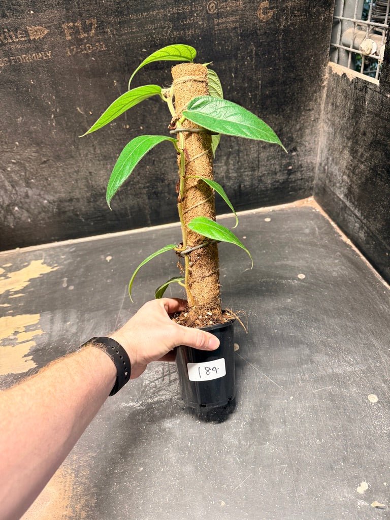 Handpicked 184 - Ficus Villosa Totem | Uprooted