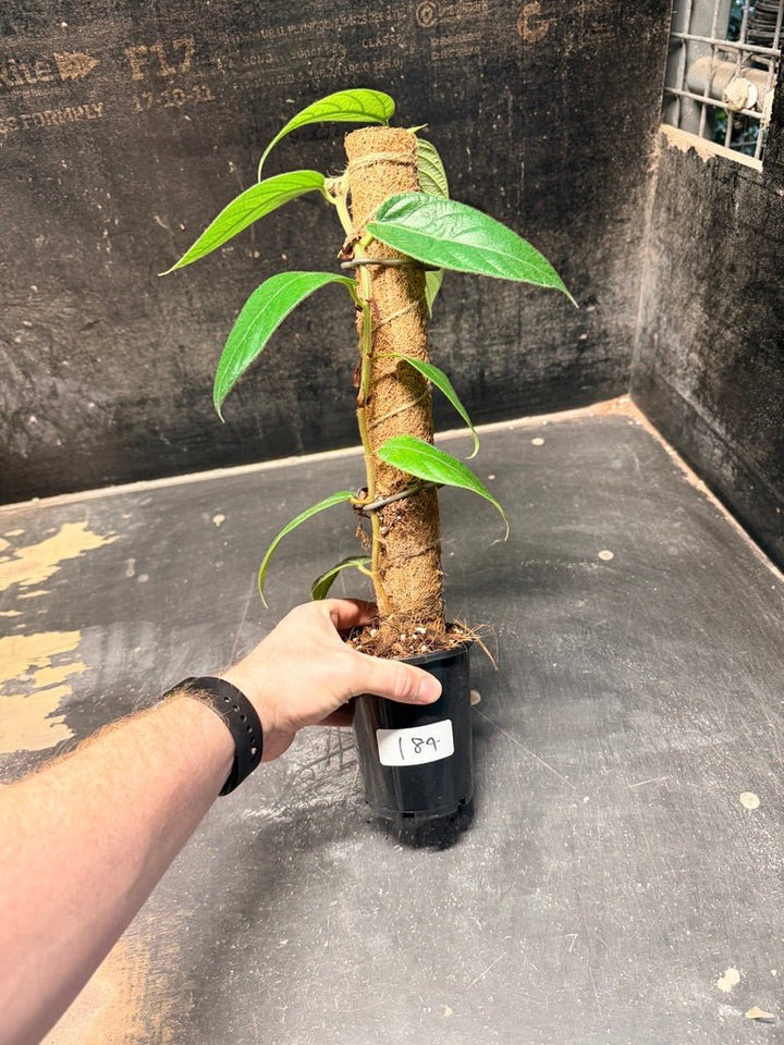 Handpicked 184 - Ficus Villosa Totem | Uprooted