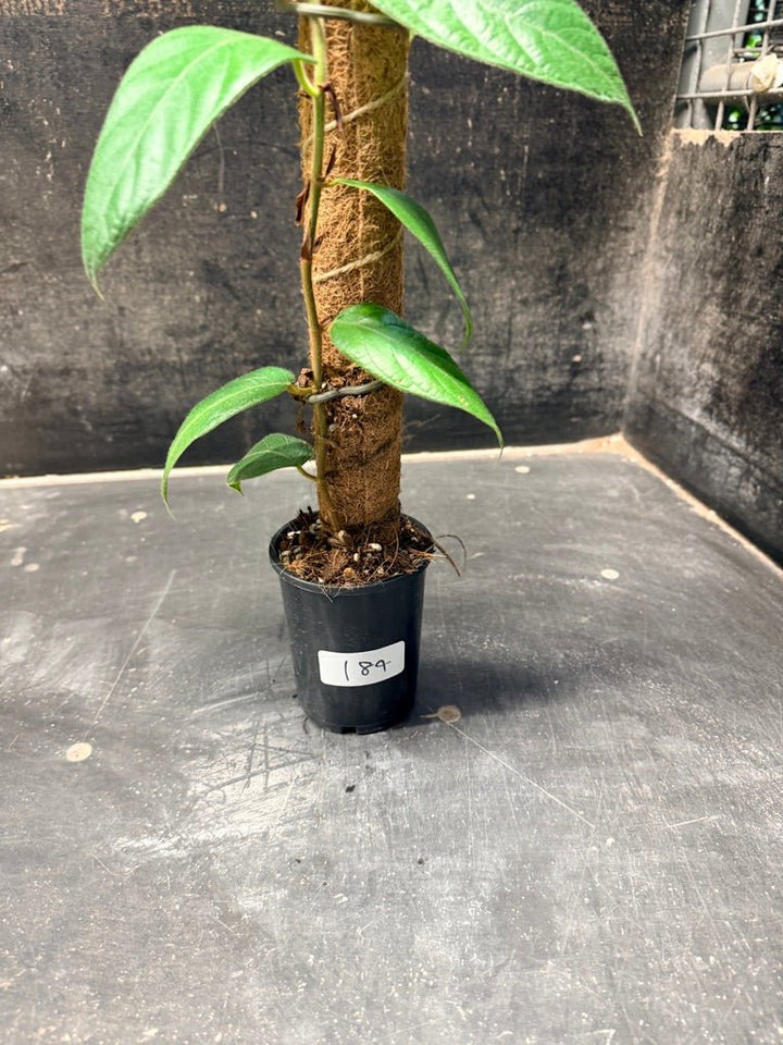 Handpicked 184 - Ficus Villosa Totem | Uprooted
