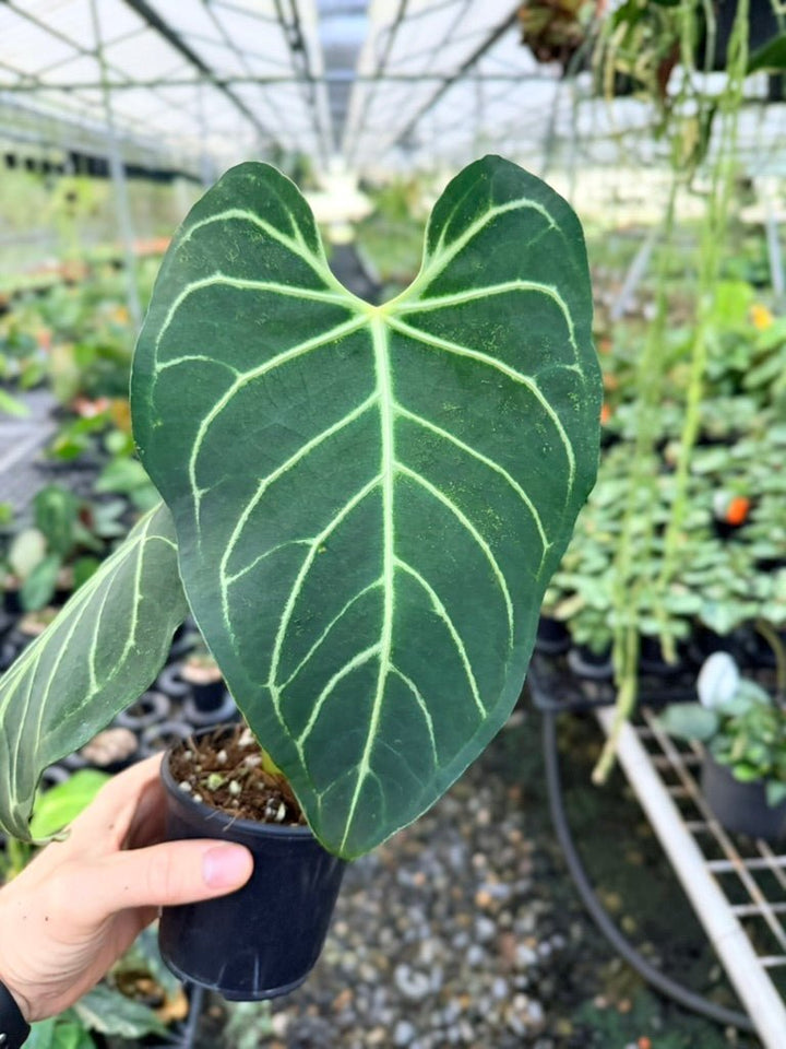 Handpicked 185 - Anthurium Regale | Uprooted