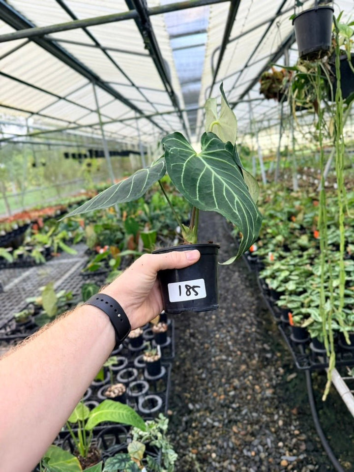 Handpicked 185 - Anthurium Regale | Uprooted