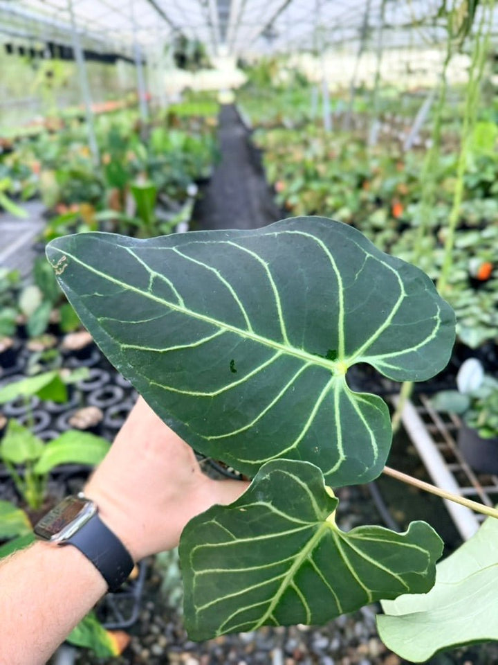 Handpicked 185 - Anthurium Regale | Uprooted