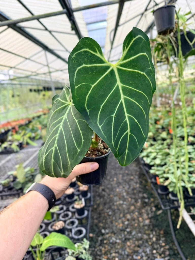 Handpicked 185 - Anthurium Regale | Uprooted