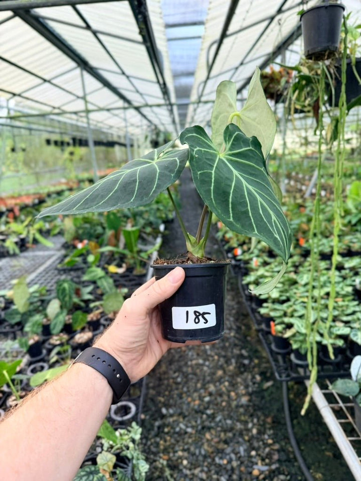 Handpicked 185 - Anthurium Regale | Uprooted