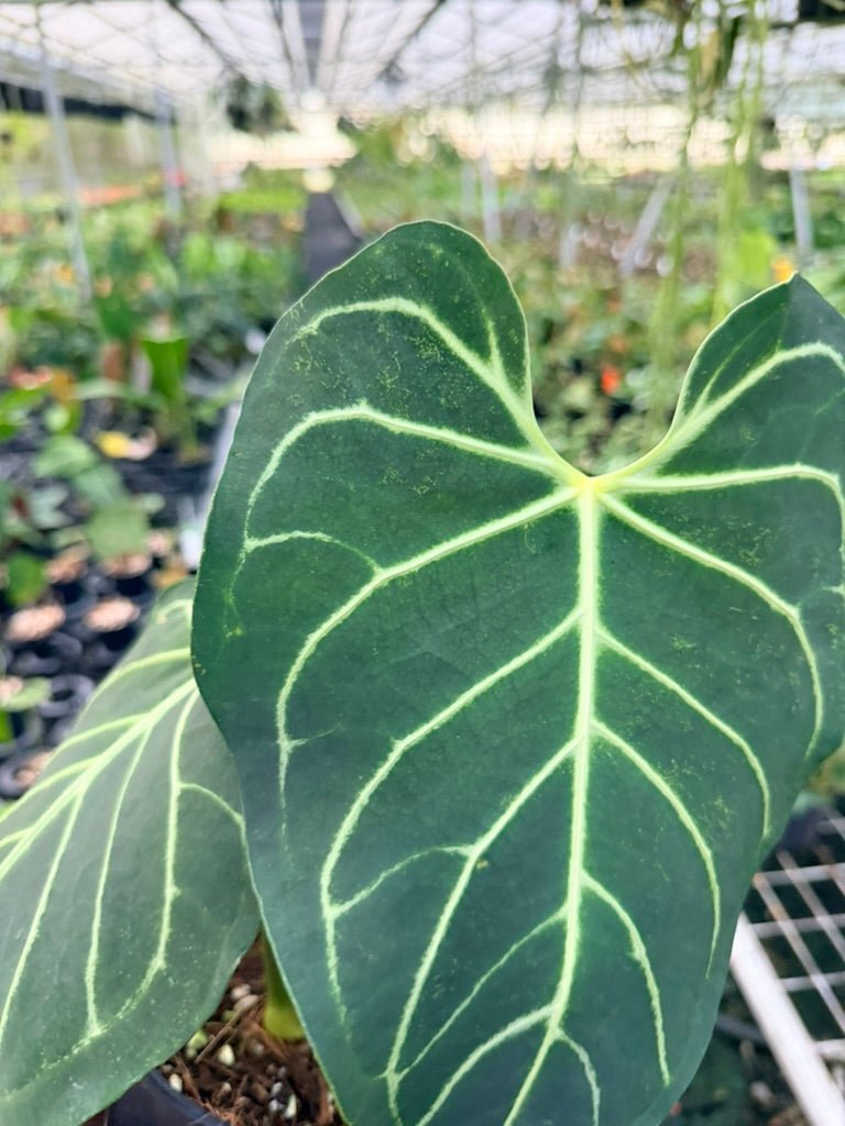 Handpicked 185 - Anthurium Regale | Uprooted