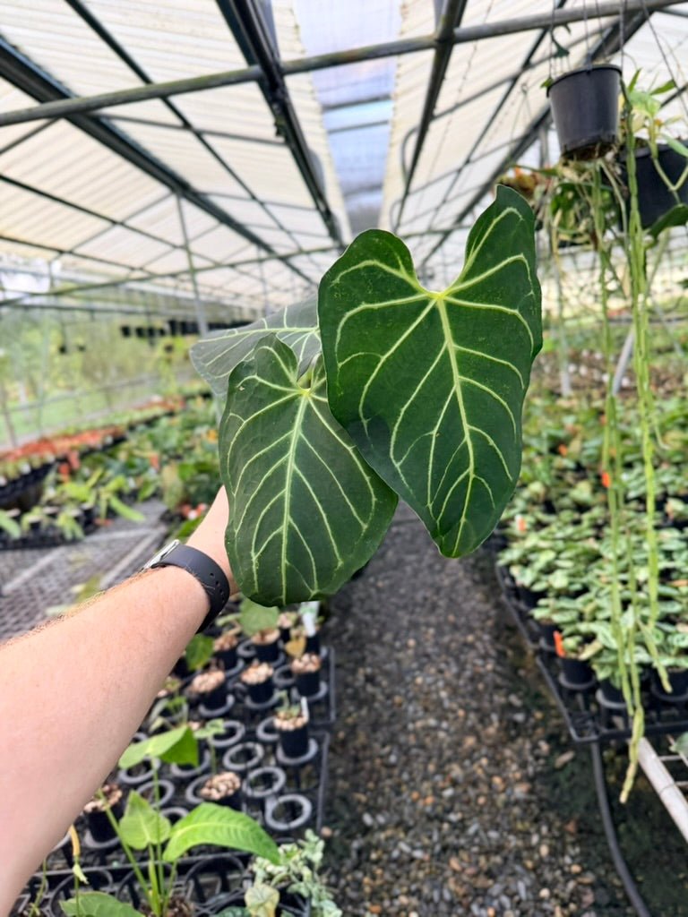 Handpicked 185 - Anthurium Regale | Uprooted