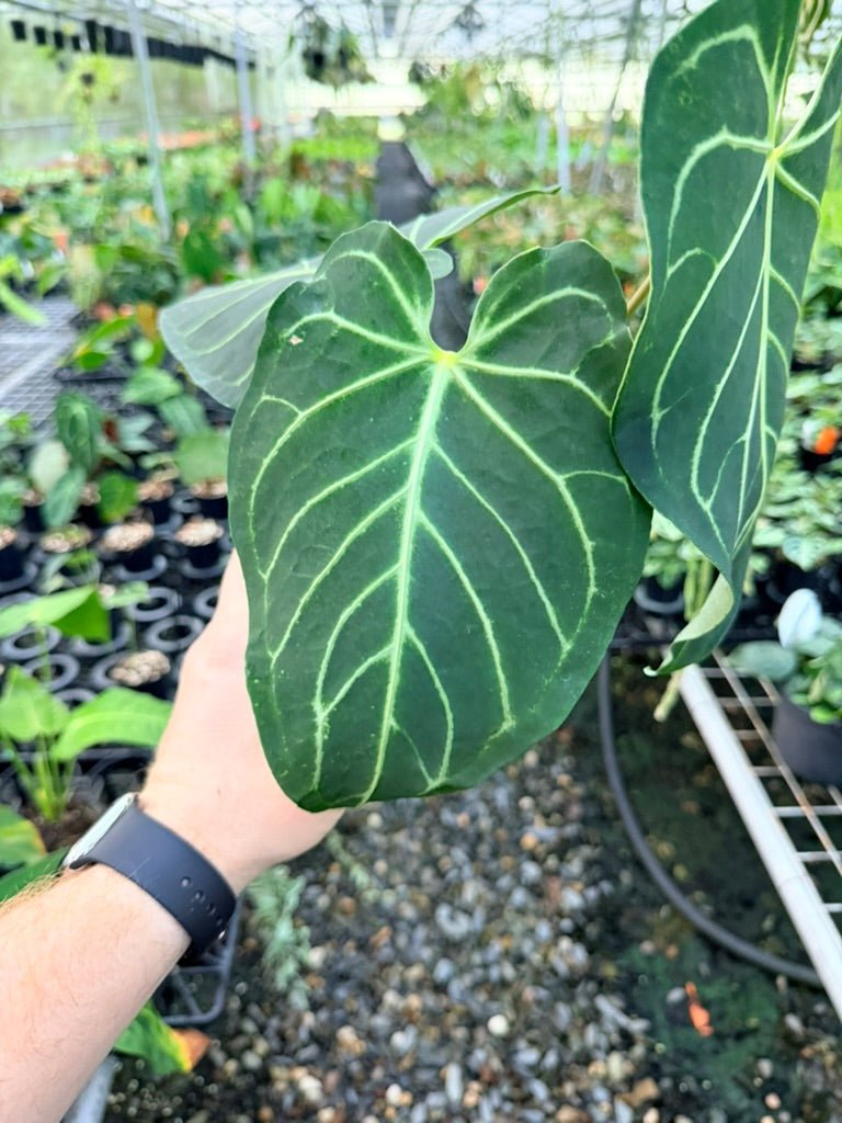 Handpicked 185 - Anthurium Regale | Uprooted