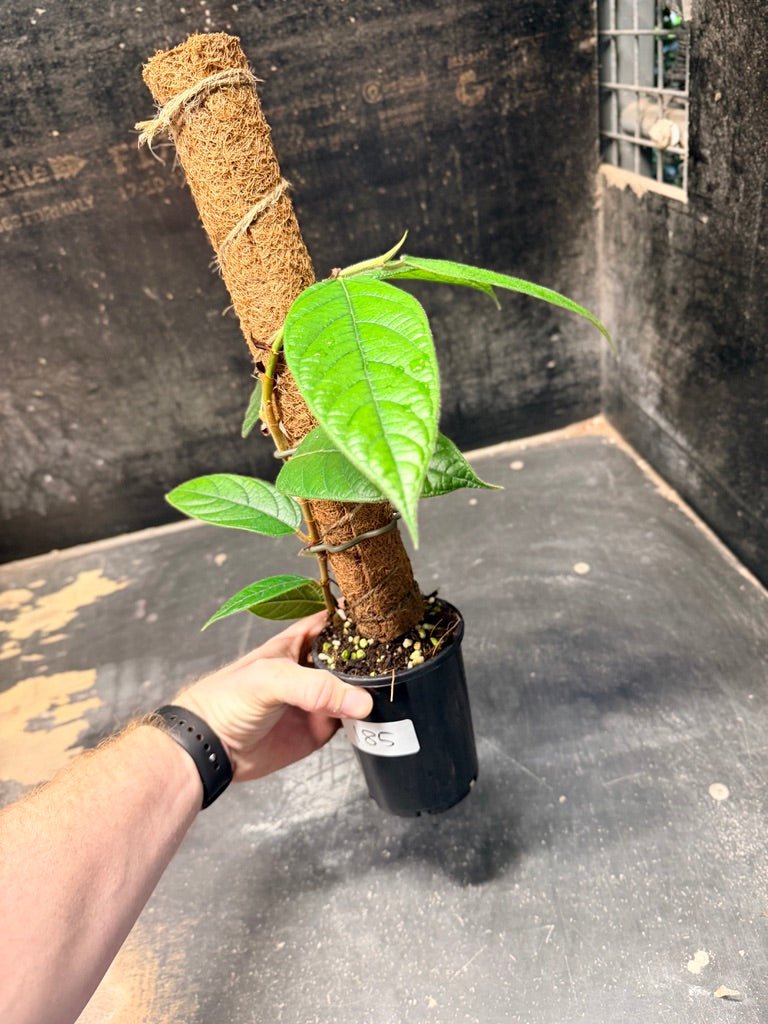 Handpicked 185 - Ficus Villosa Totem | Uprooted