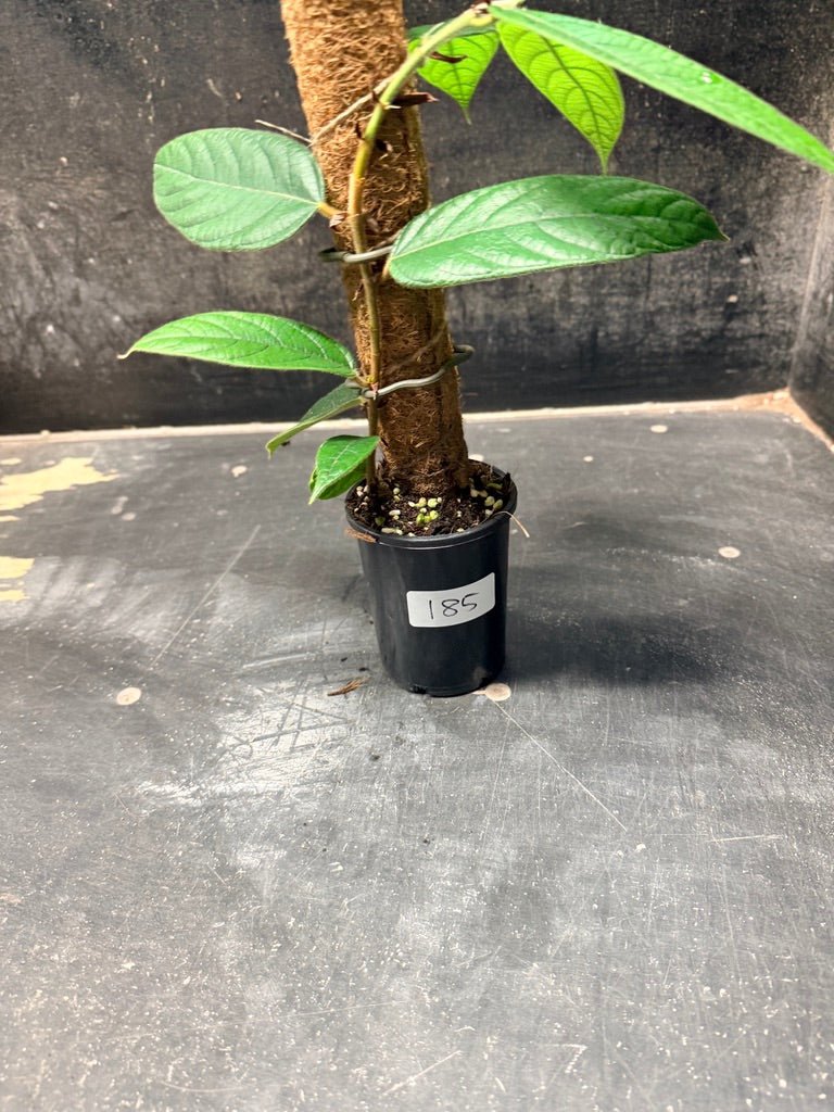 Handpicked 185 - Ficus Villosa Totem | Uprooted