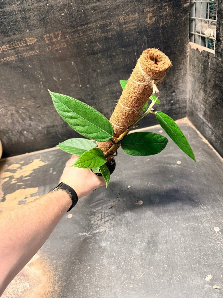Handpicked 185 - Ficus Villosa Totem | Uprooted