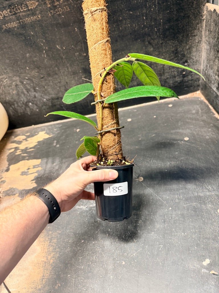 Handpicked 185 - Ficus Villosa Totem | Uprooted