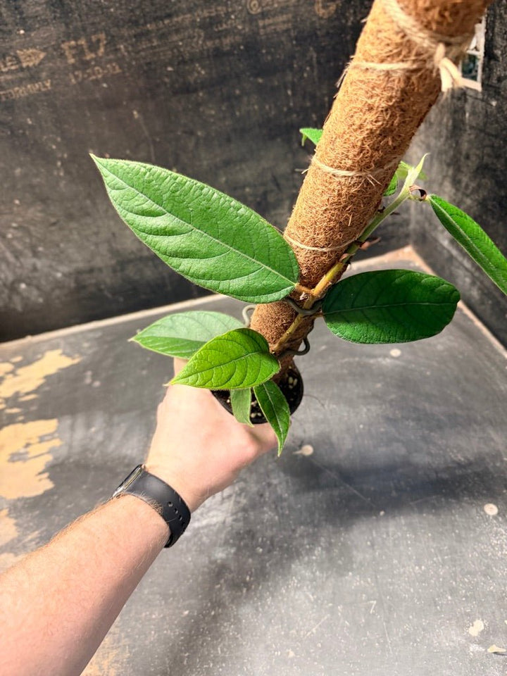 Handpicked 185 - Ficus Villosa Totem | Uprooted