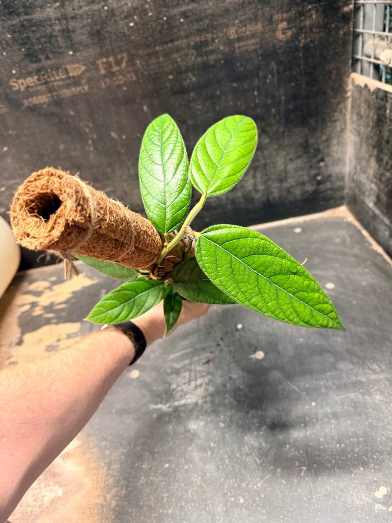Handpicked 185 - Ficus Villosa Totem | Uprooted