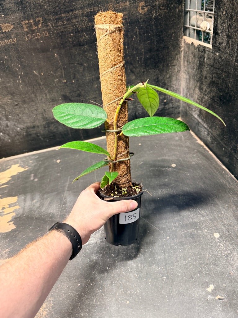 Handpicked 185 - Ficus Villosa Totem | Uprooted