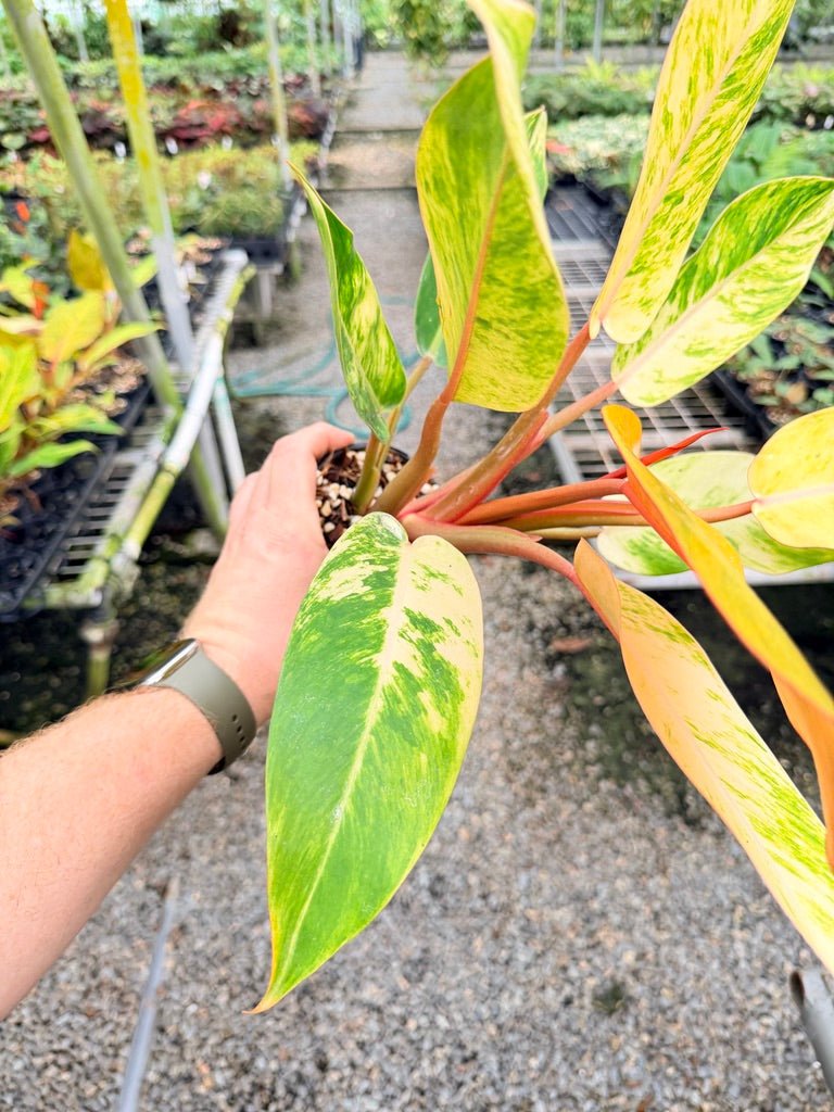 Handpicked 185 - Philodendron Erubescens - Autumn Queen | Uprooted