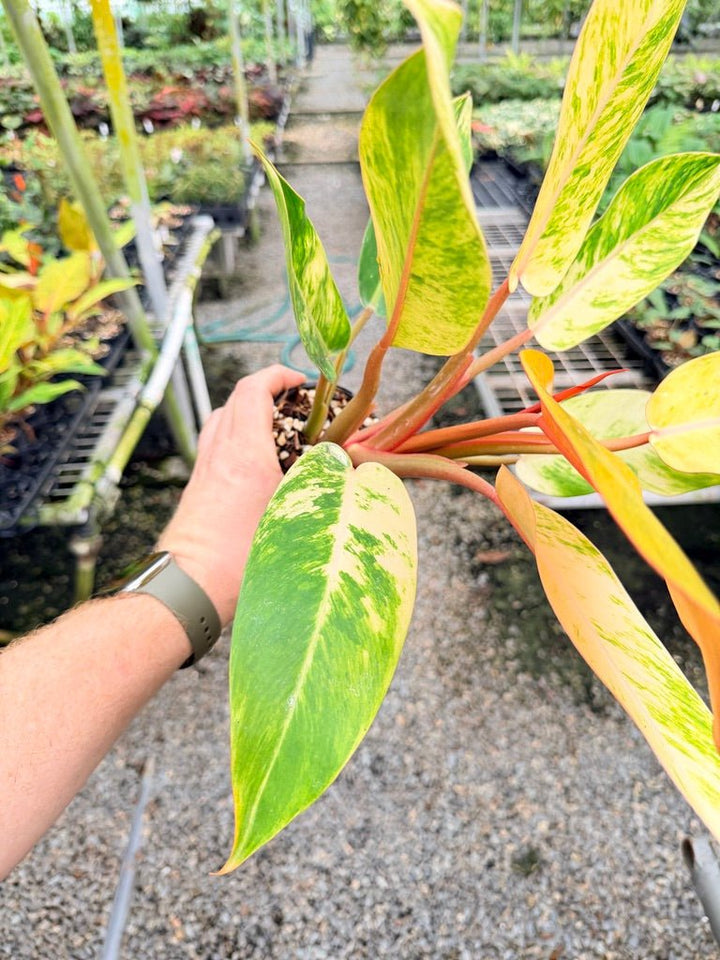 Handpicked 185 - Philodendron Erubescens - Autumn Queen | Uprooted