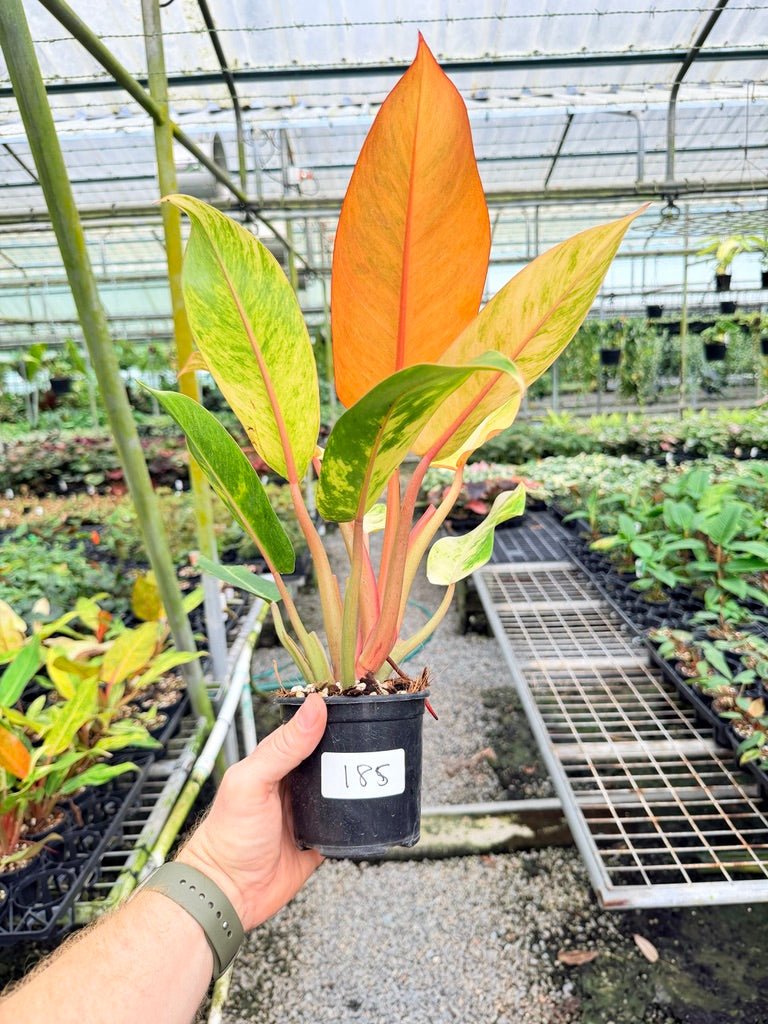Handpicked 185 - Philodendron Erubescens - Autumn Queen | Uprooted