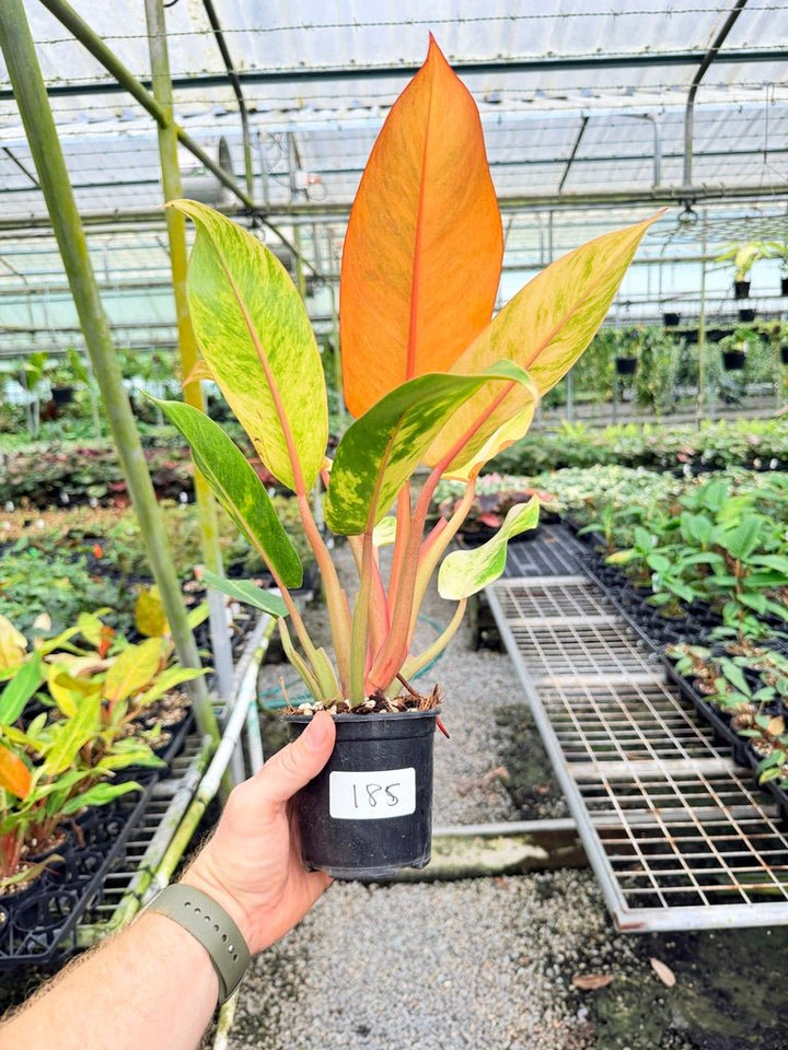 Handpicked 185 - Philodendron Erubescens - Autumn Queen | Uprooted