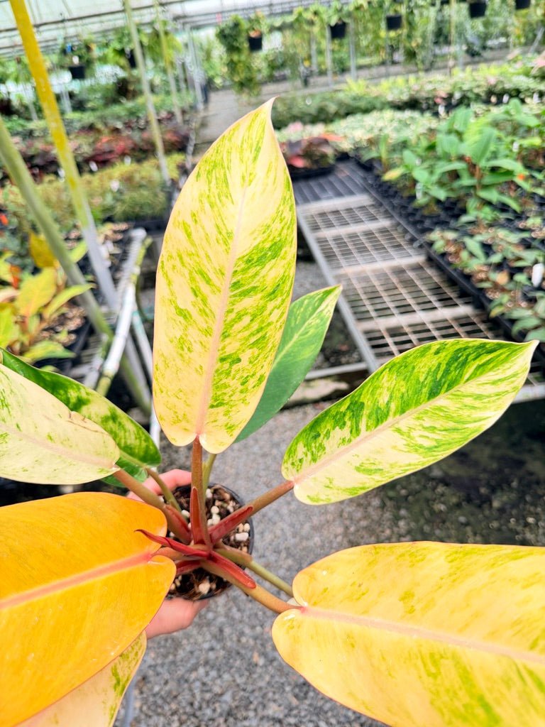 Handpicked 185 - Philodendron Erubescens - Autumn Queen | Uprooted
