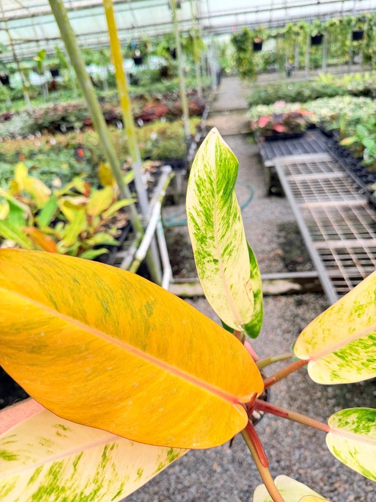 Handpicked 185 - Philodendron Erubescens - Autumn Queen | Uprooted