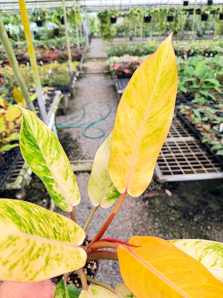 Handpicked 185 - Philodendron Erubescens - Autumn Queen | Uprooted