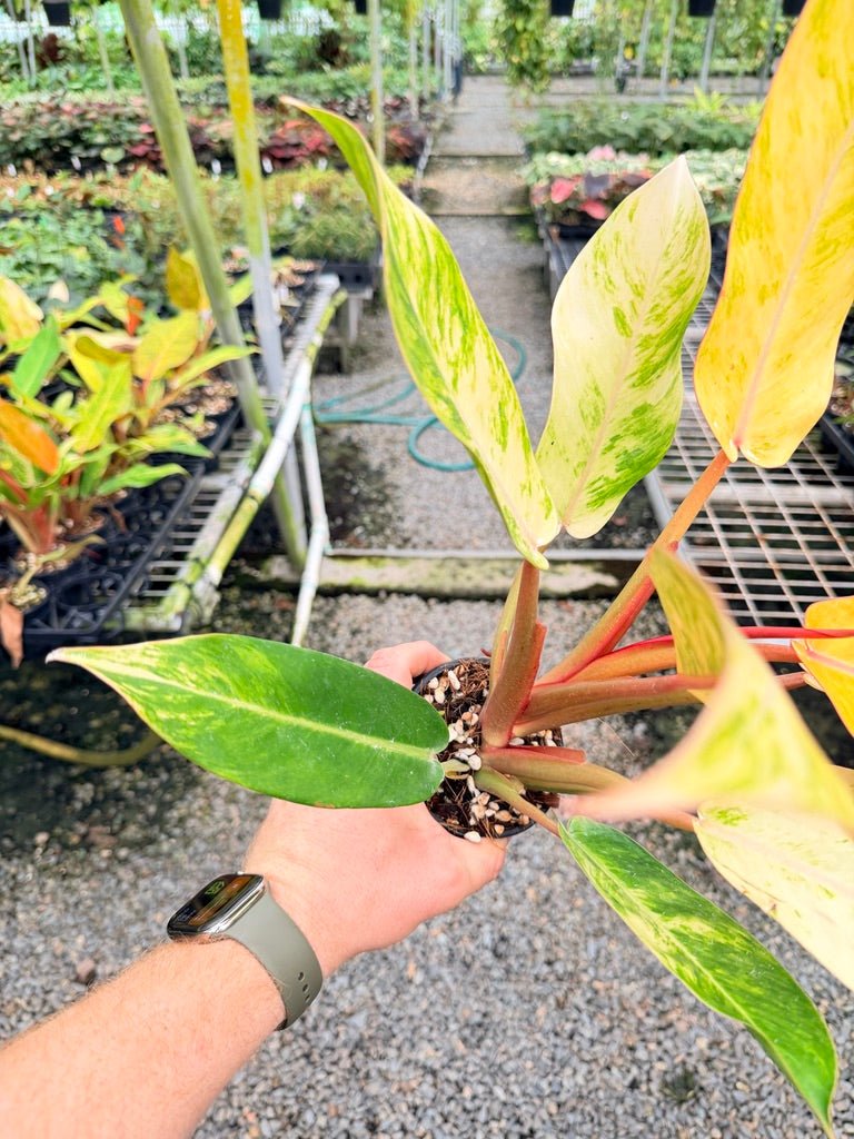 Handpicked 185 - Philodendron Erubescens - Autumn Queen | Uprooted