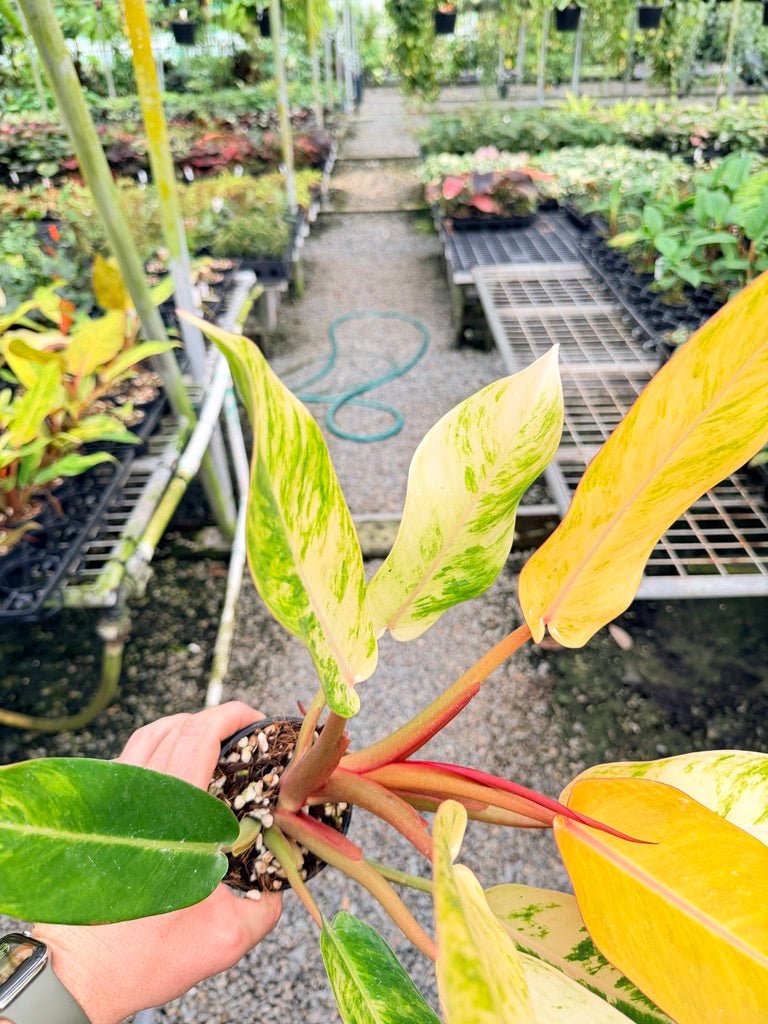 Handpicked 185 - Philodendron Erubescens - Autumn Queen | Uprooted