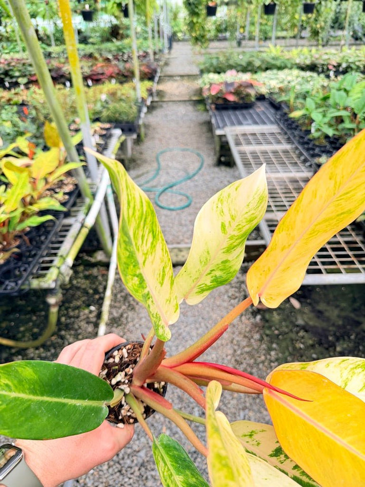 Handpicked 185 - Philodendron Erubescens - Autumn Queen | Uprooted