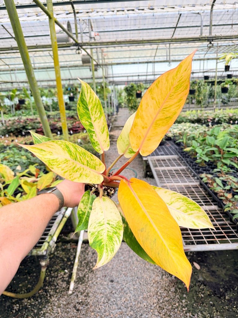 Handpicked 185 - Philodendron Erubescens - Autumn Queen | Uprooted