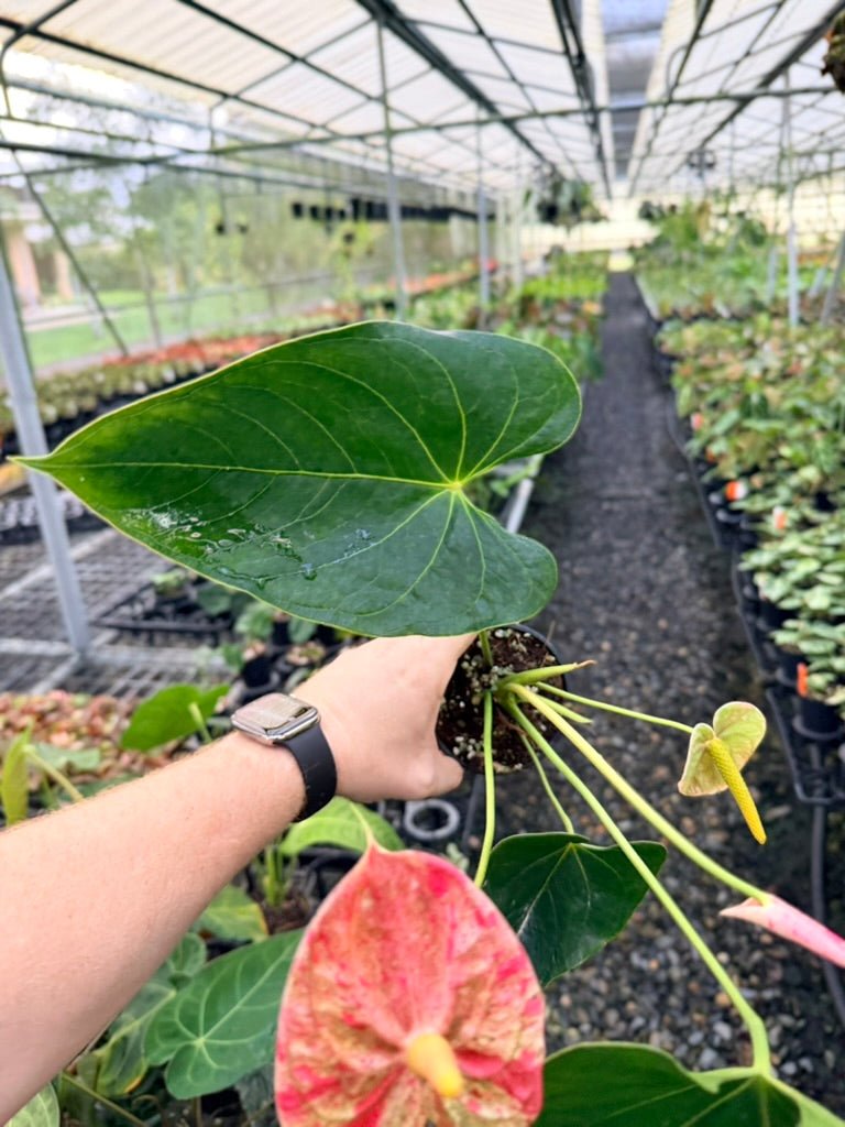 Handpicked 186 - Anthurium Andraeanum - Shibori | Uprooted