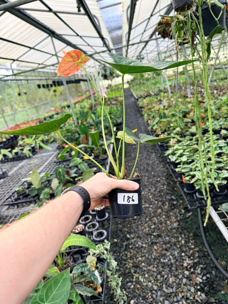 Handpicked 186 - Anthurium Andraeanum - Shibori | Uprooted