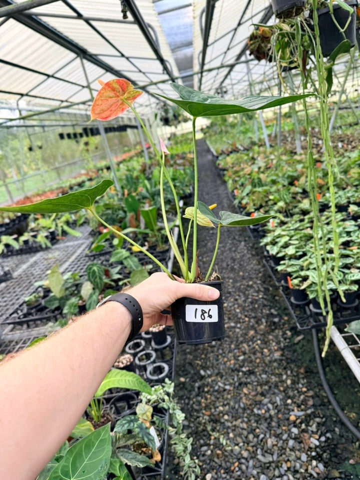 Handpicked 186 - Anthurium Andraeanum - Shibori | Uprooted
