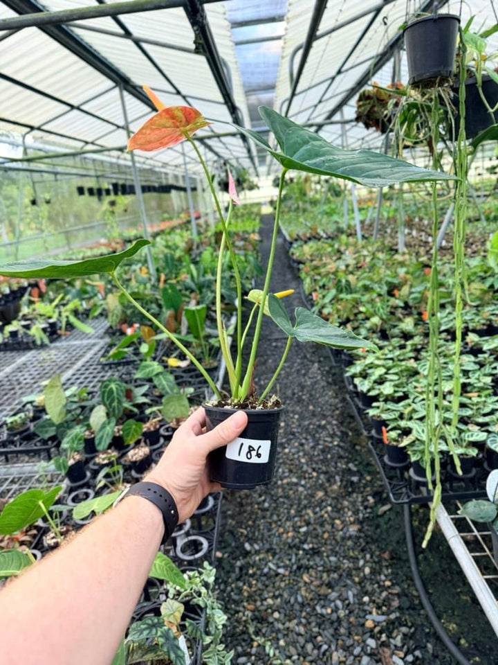 Handpicked 186 - Anthurium Andraeanum - Shibori | Uprooted