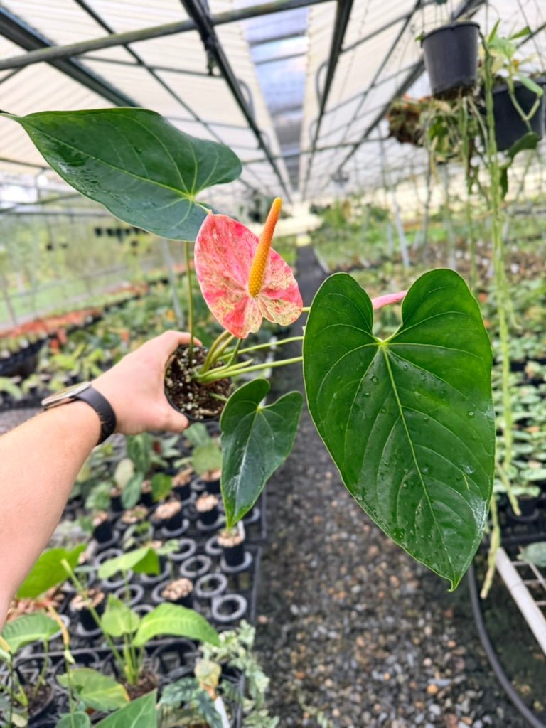 Handpicked 186 - Anthurium Andraeanum - Shibori | Uprooted