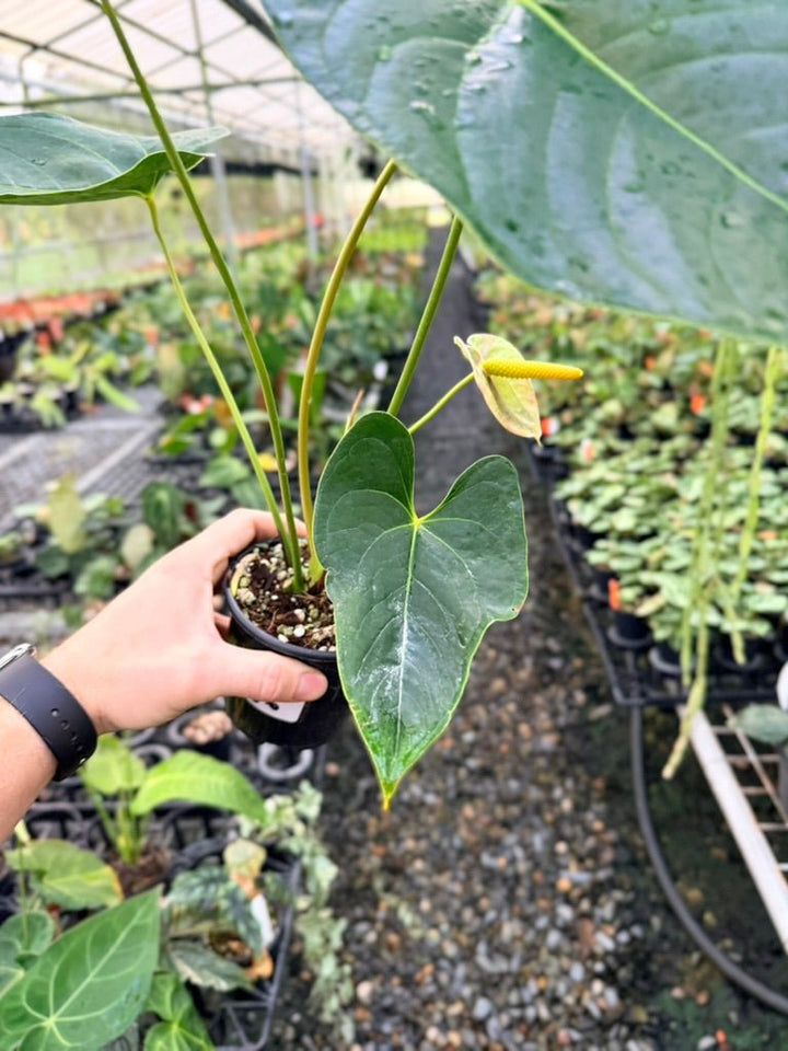 Handpicked 186 - Anthurium Andraeanum - Shibori | Uprooted
