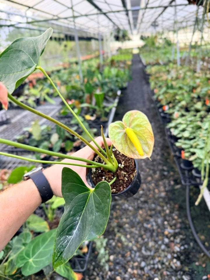 Handpicked 186 - Anthurium Andraeanum - Shibori | Uprooted