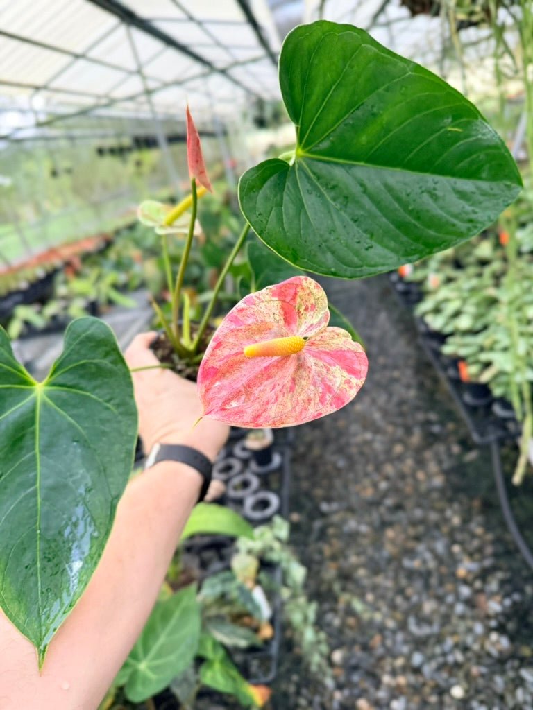 Handpicked 186 - Anthurium Andraeanum - Shibori | Uprooted