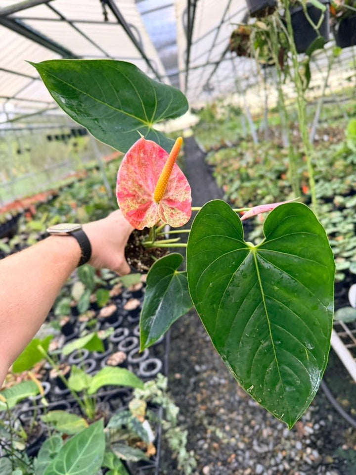 Handpicked 186 - Anthurium Andraeanum - Shibori | Uprooted