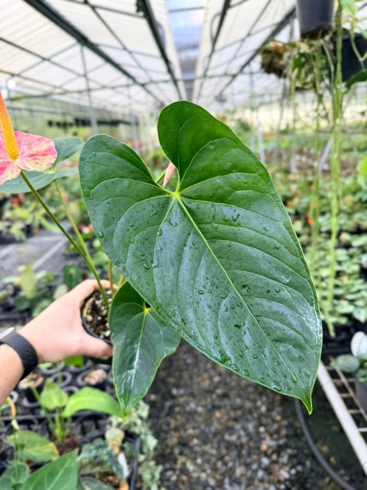 Handpicked 186 - Anthurium Andraeanum - Shibori | Uprooted